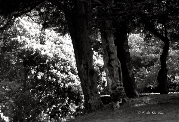 Bois des Moutiers (14) Juin 2012